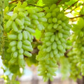 Waterfall Fingers Grape Cuttings – Rare Elongated Fruit Vine, Vitis vinifera, Unrooted Live Clippings for Growing Unique Grapes
