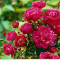 Kansas Peony Roots – 3 Double Pink Red Blooms Hardy Perennial Garden Plants (Paeonia lactiflora)