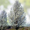 Bradford Pear Tree Seedlings – Bare Root Ornamental Tree with White Spring Blooms – Pyrus calleryana, Fast-Growing Landscape Tree