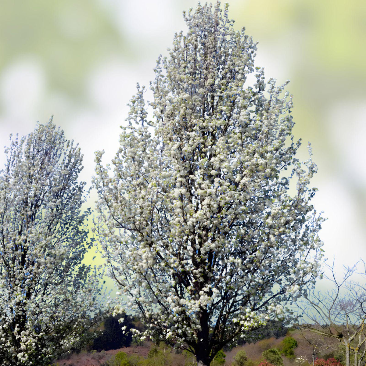 Bradford Pear Tree Seedlings – Bare Root Ornamental Tree with White Spring Blooms – Pyrus calleryana, Fast-Growing Landscape Tree