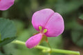 Ticktrefoil Seeds (40) | Native Wildflower Desmodium paniculatum for Pollinators & Native Gardens