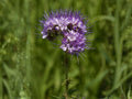 Lacy Phacelia Seeds – Heirloom Non-GMO Wildflower for Garden, Pollinator Planting, Phacelia tanacetifolia, 100 Seeds