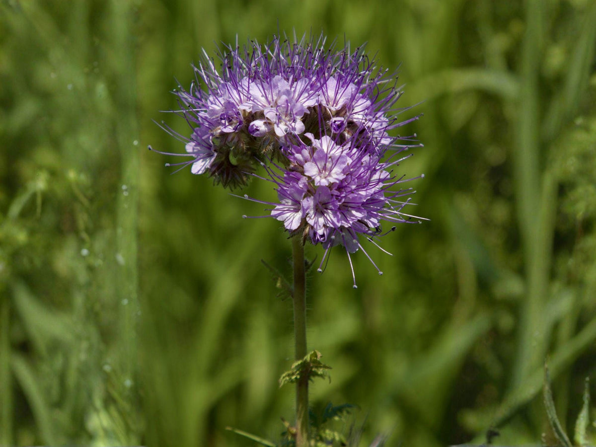 100 Lacy Phacelia Seeds Heirloom Wildflower Pollinator Garden
