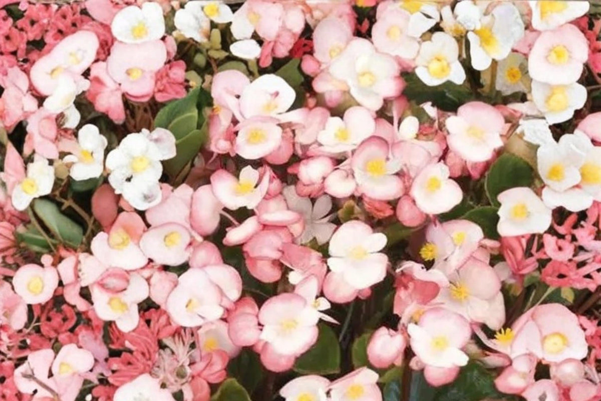 10 Pelleted Seeds Rum Begonia Begonia semperflorens