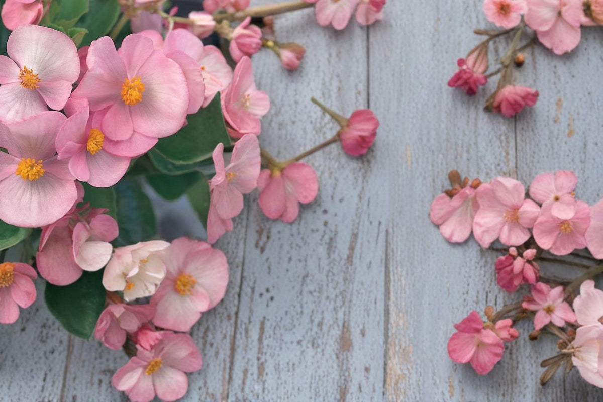 10 Pelleted Seeds Light Pink Begonia Wax Begonia Semperflorens