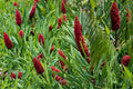 10 Seeds Smooth Sumac Rhus glabra Native Shrub