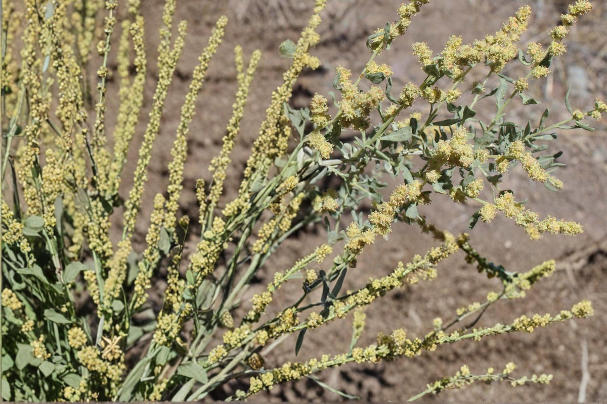10 Seeds Shadscale Saltbush Atriplex confertifolia Drought Tolerant Native Shrub