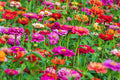 Zinnia Dwarf Thumbelina Mix Seeds - Heirloom Colorful Blooms, Pollinator Friendly, Compact Flower for Gardens, Cut Flowers, Easy to Grow