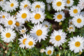 Shasta Daisy Seeds, Heirloom Perennial, White Blooms, Pollinator Friendly, Cut Flower, Bellis perennis