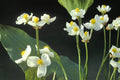 Common Arrowhead Seeds – Sagittaria latifolia, Aquatic Perennial with White Flowers, Wetland & Pond Garden Plant, 100 Seeds