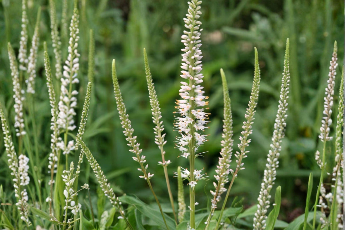 500 Seeds Culver's Root Veronicastrum virginicum Native Wildflower