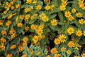 100 Seeds Creeping Zinnia Sanvitalia procumbens Groundcover Annual