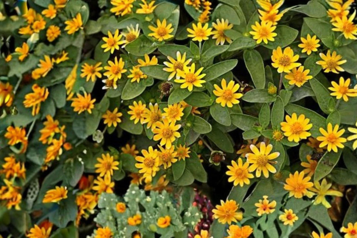 100 Seeds Creeping Zinnia Sanvitalia procumbens Groundcover Annual