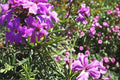100 Seeds Moss Verbena Verbena tenuisecta Groundcover