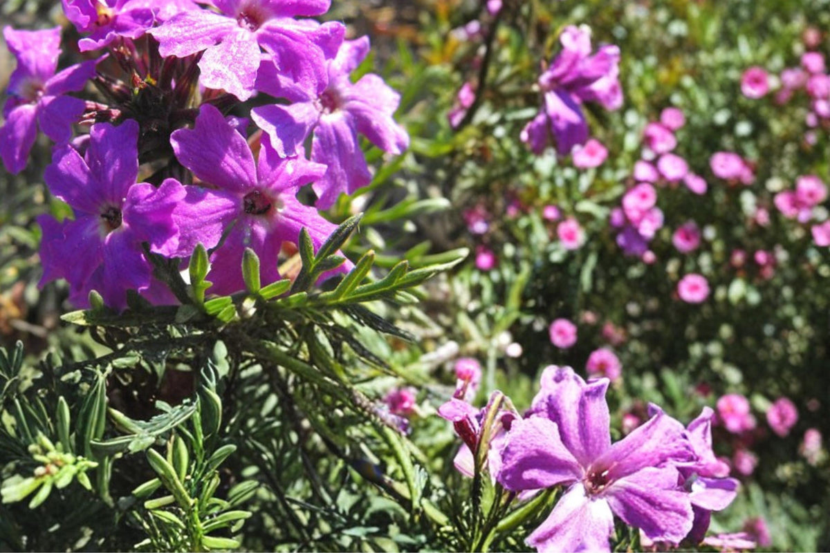 100 Seeds Moss Verbena Verbena tenuisecta Groundcover