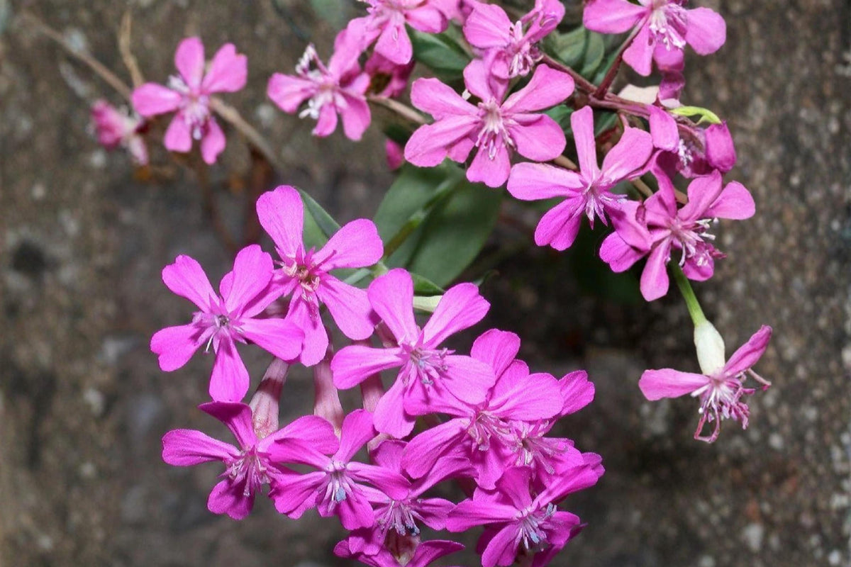 100 Seeds None So Pretty Catchfly Silene armeria Annual Flower