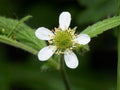 White Avens Seeds – Heirloom Non-GMO Wildflower for Shade Gardens – Geum canadense Native Perennial Seed