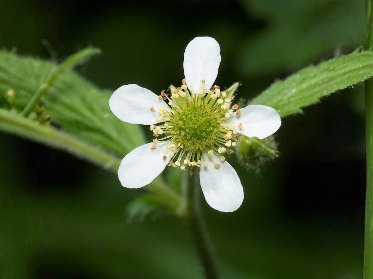 White Avens Seeds – Heirloom Non-GMO Wildflower for Shade Gardens – Geum canadense Native Perennial Seed