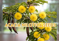 Acacia Nilotica Seeds – Vachellia Gum Arabic Tree – Babul Exotic Seeds for Planting, Well-Draining Soil, Full Sun