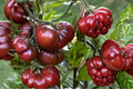 Black Brandywine Tomato Seeds - Heirloom Beefsteak, Dark Purple, Rich Flavor, Non-GMO Garden Seeds
