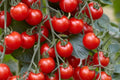 Sugar Bomb Cherry Tomato Seeds, Heirloom Non-GMO, Ultra Sweet, High Yield, Small Fruit, Solanum lycopersicum