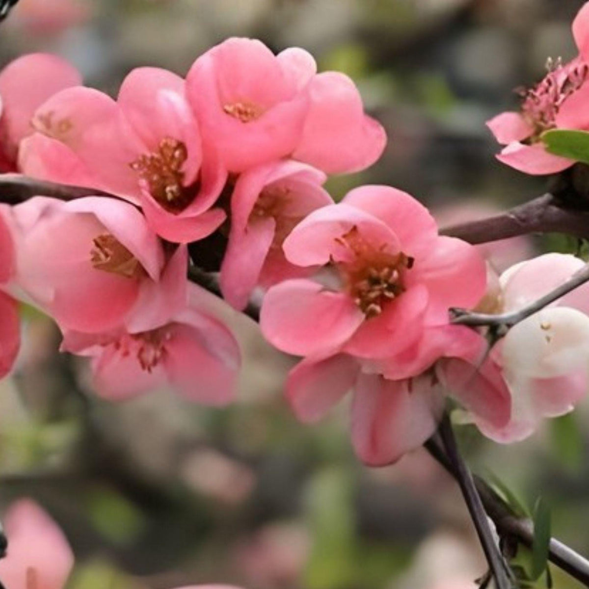Pink Flowering Quince Sapling - Bare Root Cydonia Tree, Early Blooming, Ornamental Fruit Tree, Live Plant