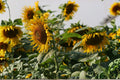 Giant Sunflower Seeds - Mammoth Grey Stripe Heirloom Variety for Tall, Large Blooms and Edible Seeds