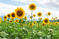 Mammoth Grey Stripe Sunflower Seeds, Heirloom Variety, Tall Stems, High Yield Garden Flower, 25+ Seeds