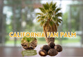 California Fan Palm Seeds – Washingtonia filifera – Hardy Desert Palm Tree – Drought Tolerant, Fast Germination, Planting Instructions