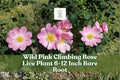 Wild Pink Climbing Rose Live Plant – Bare Root Pink Flowering Vining Rose Rosa spp. for Garden Trellises & Fences