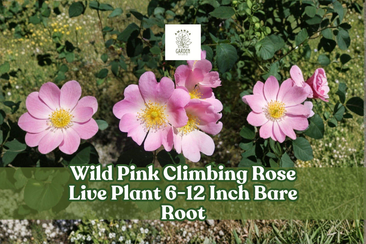 Wild Pink Climbing Rose Live Plant – Bare Root Pink Flowering Vining Rose Rosa spp. for Garden Trellises & Fences
