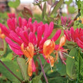 Pink Honeysuckle Vine Bare Root Plant | Fragrant Climbing Flower | Antique Pink Lonicera spp.