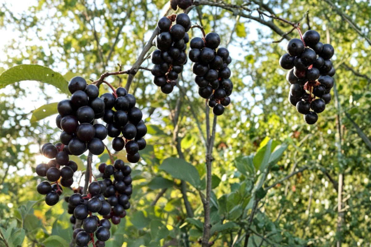 10 Seeds Black Chokecherry Prunus virginiana Hardy Shrub Tree