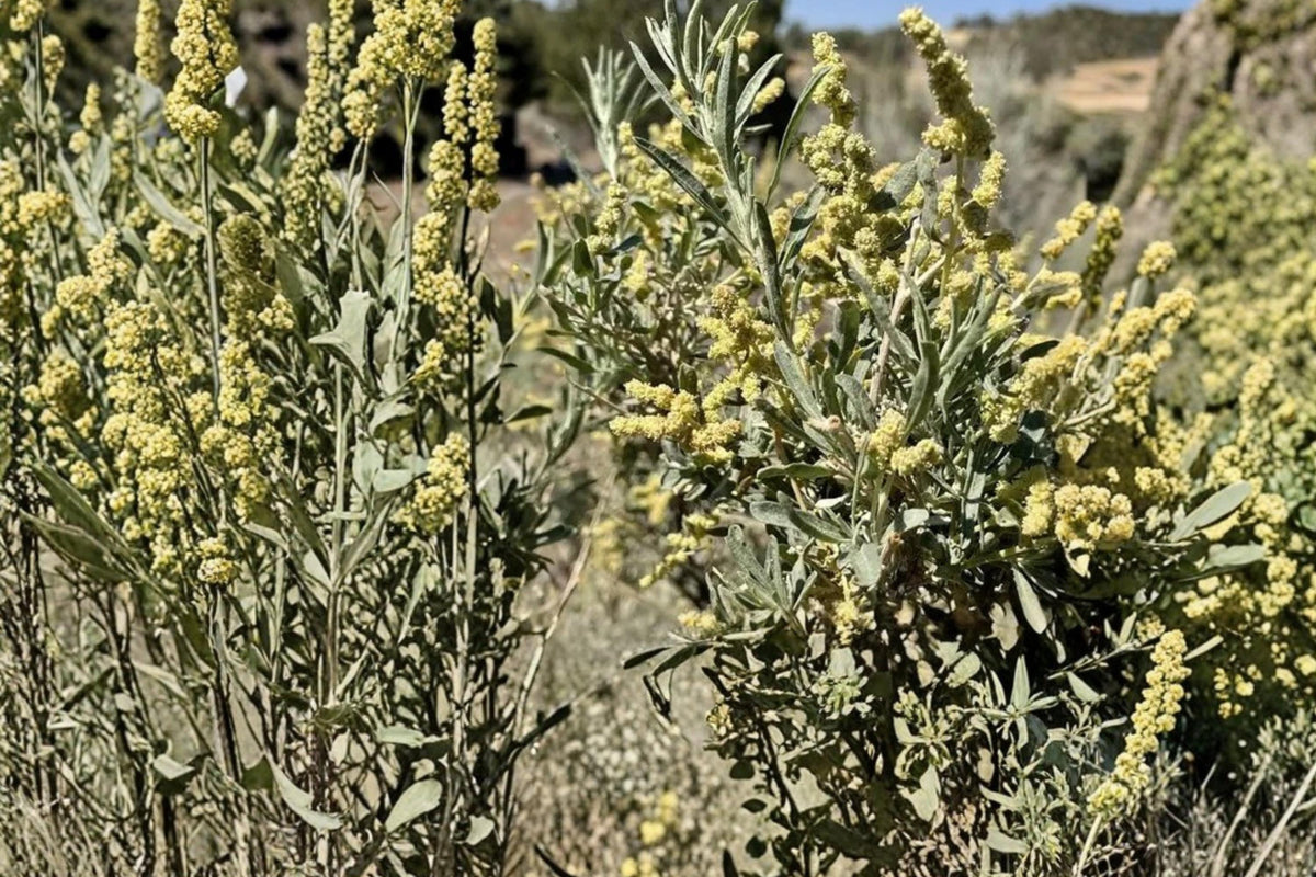 Fourwing Saltbush Seeds - 10 Perennial Shrub Seeds - Drought Tolerant Atriplex canescens for Arid Landscapes