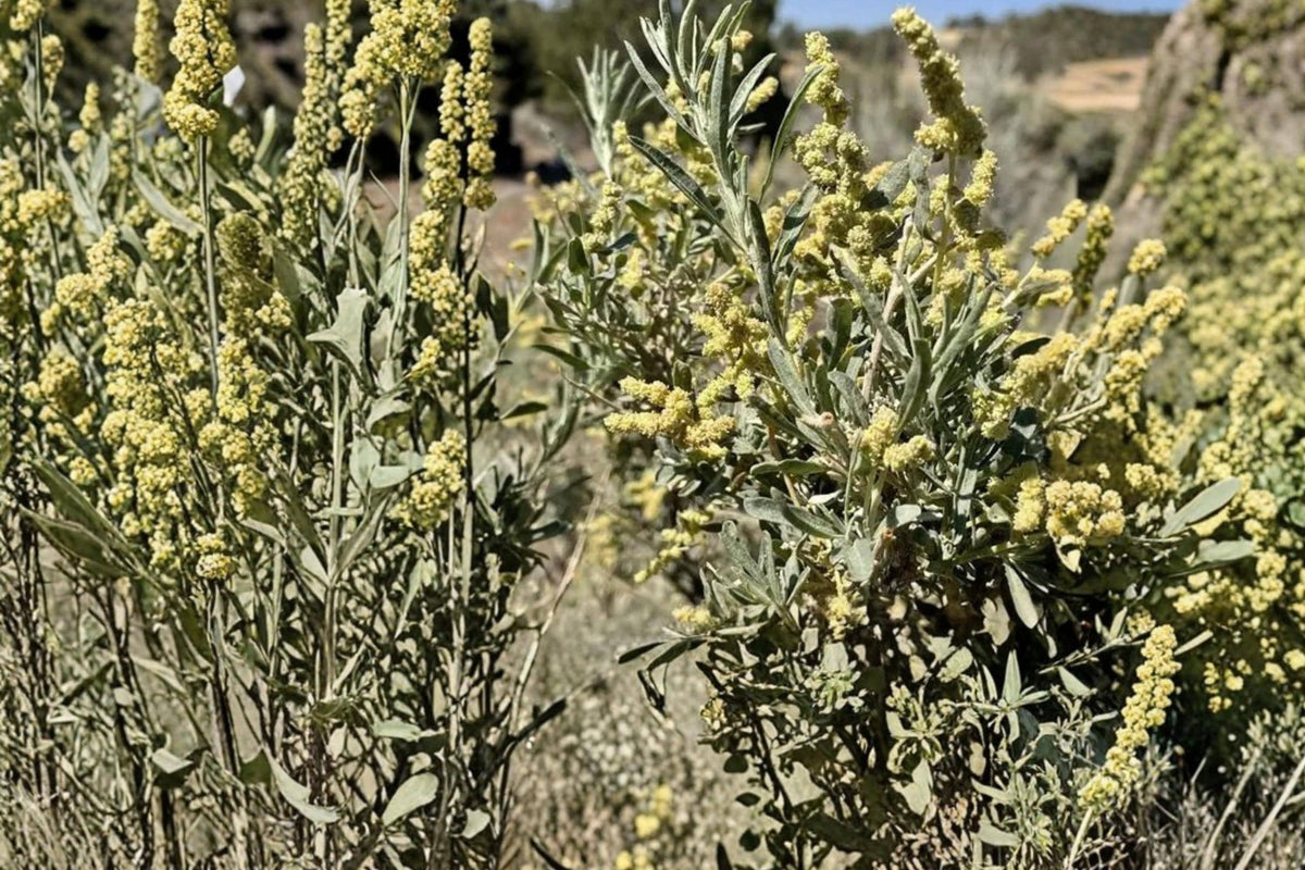 10 Seeds Fourwing Saltbush Atriplex canescens Drought Tolerant Ornamental Shrub