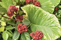 10 Seeds Skunkbrush Sumac Rhus trilobata Native Ornamental Shrub