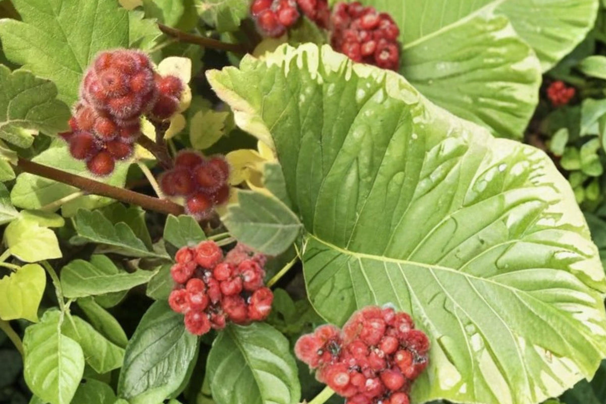 10 Seeds Skunkbrush Sumac Rhus trilobata Native Ornamental Shrub