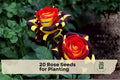 20 Rose Seeds for Planting - Mixed Ornamental Rosa Flower Seeds for Garden & Containers