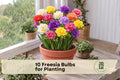 10 Freesia Flower Bulbs for Planting – Fragrant, Vibrant Blooms, Garden & Container, Spring-Blooming, Easy to Grow, Scientific Name: Freesia