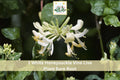 White Honeysuckle Vine Bare Root Climbing Plant, Fragrant White Blooms, Lonicera spp., Garden Trellis Fence Outdoor