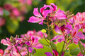 Purple Orchid Tree Seeds (Bauhinia purpurea) | Ornamental Tropical Flowering Plant for Gardens & Landscapes