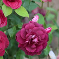 Burgundy Iceberg Rose Cuttings – 3 Unrooted Deep Red Climbing Rose Starters for Garden, Borders, and Trellises