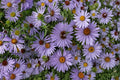 100 Seeds Aromatic Aster Symphyotrichum oblongifolium Native Perennial Wildflower