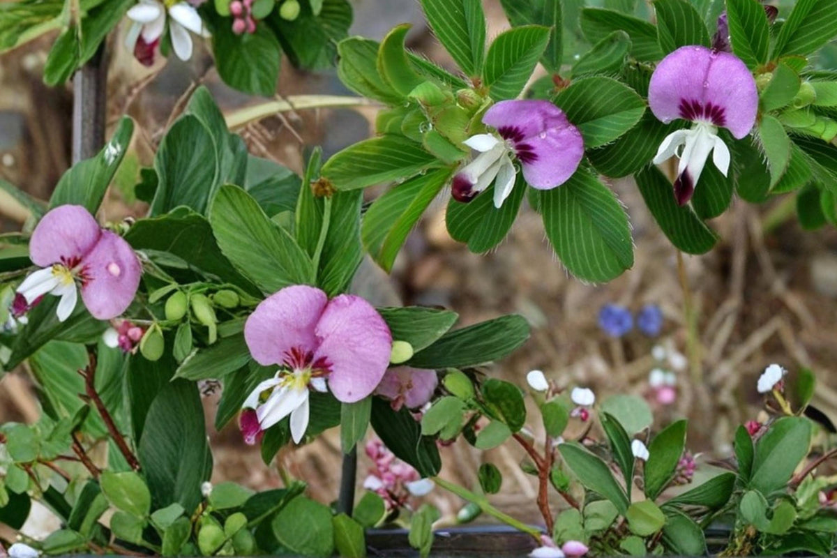 100 Seeds Korean Lespedeza Kummerowia stipulacea Annual Forage Ground Cover