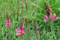 100 Seeds Sainfoin Onobrychis viciifolia Nitrogen Fixing Forage Legume