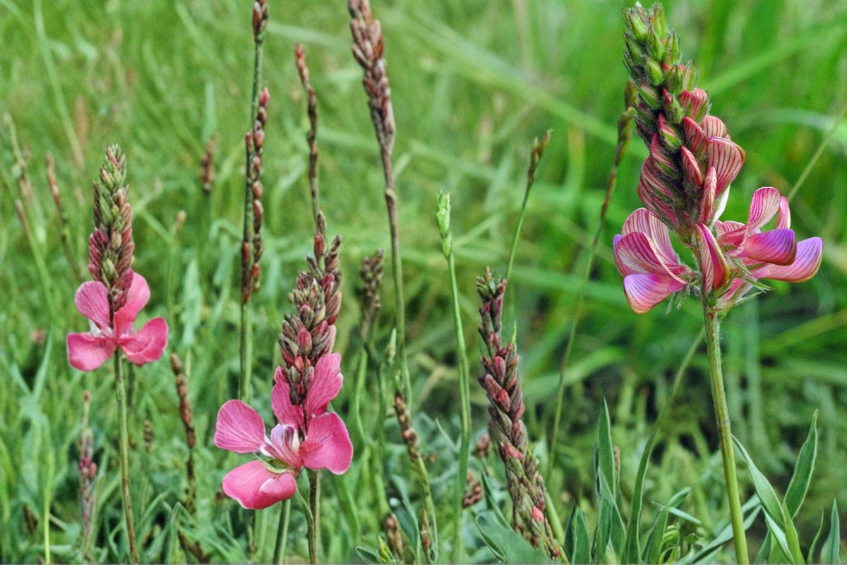 100 Seeds Sainfoin Onobrychis viciifolia Nitrogen Fixing Forage Legume