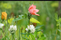 100 Seeds Berseem Clover Trifolium alexandrinum Annual Forage Legume Green Manure