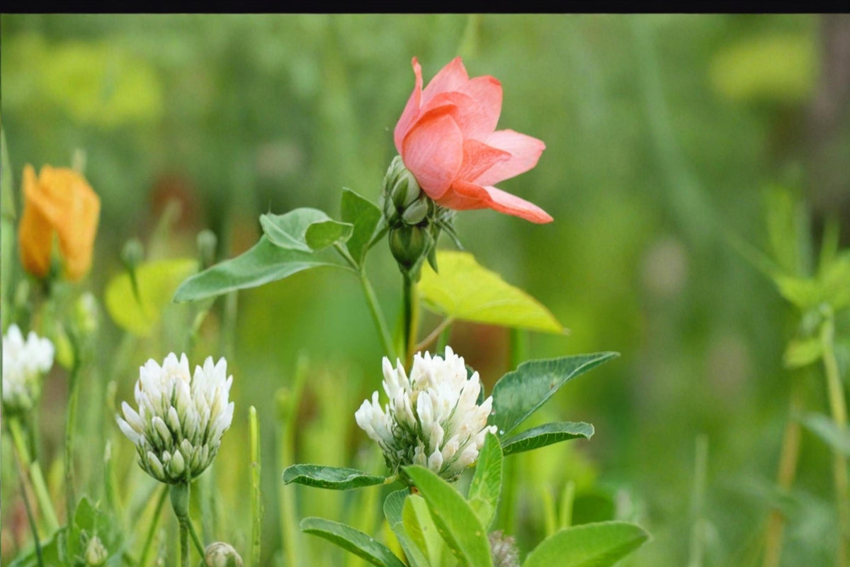 100 Seeds Berseem Clover Trifolium alexandrinum Annual Forage Legume Green Manure