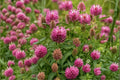 100 Seeds Red Clover Trifolium pratense