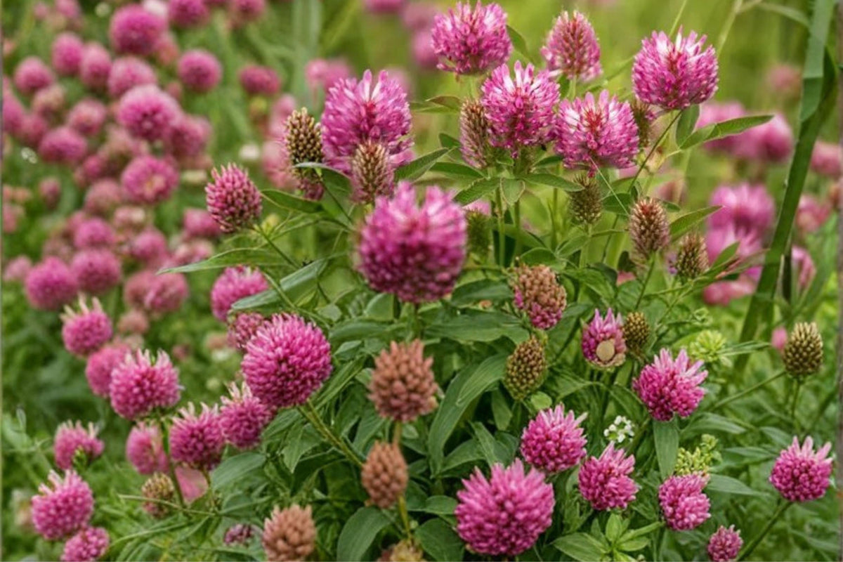 100 Seeds Red Clover Trifolium pratense